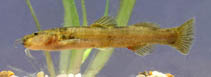 Image of Taunayia bifasciata 