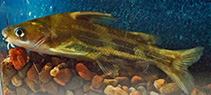 Image of Tachysurus fulvidraco (Yellow catfish)