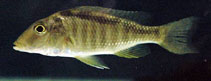 Image of Taeniolethrinops furcicauda 
