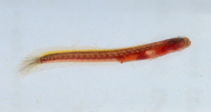 Image of Taenioides limicola 