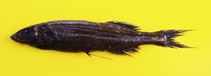 Image of Talismania longifilis (Longtail slickhead)
