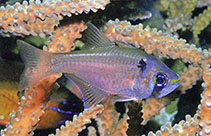 Image of Taeniamia melasma (Blackspot cardinalfish)