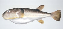 Image of Takifugu porphyreus 