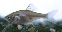 Image of Pseudorhodeus tanago (Tokyo bitterling)