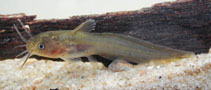 Image of Tandanus tandanus (Australian freshwater catfish)