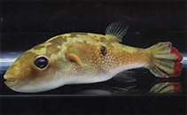 Image of Leiodon cutcutia (Ocellated pufferfish)