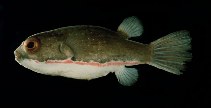 Image of Dichotomyctere erythrotaenia (Red-striped toadfish)