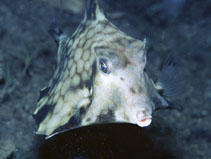 Image of Tetrosomus gibbosus (Humpback turretfish)