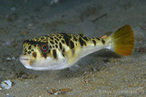 Image of Tetractenos glaber (Smooth toadfish)