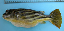 Image of Tetraodon lineatus (Globe fish)