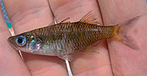 Image of Telmatherina opudi 