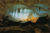 Image of Thorichthys affinis (Yellow meeki)