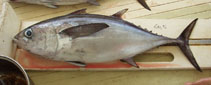 Image of Thunnus atlanticus (Blackfin tuna)