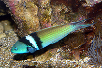 Image of Thalassoma bifasciatum (Bluehead)