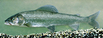 Image of Thymallus brevirostris (Mongolian grayling)