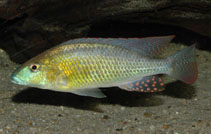 Image of Thoracochromis buysi (Namib happy)