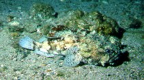 Image of Barchatus cirrhosus (Toadfish)