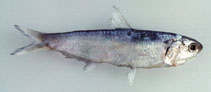 Image of Thryssa encrasicholoides (False baelama anchovy)