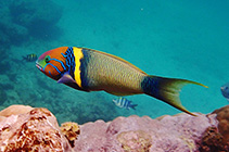 Image of Thalassoma hebraicum (Goldbar wrasse)