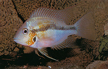 Image of Thorichthys helleri (Yellow cichlid)