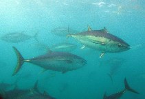 Image of Thunnus maccoyii (Southern bluefin tuna)