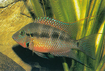 Image of Thorichthys meeki (Firemouth cichlid)
