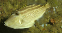 Image of Thamnaconus melanoproctes (Blackvent filefish)