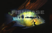 Image of Thorichthys pasionis (Blackgullet cichlid)