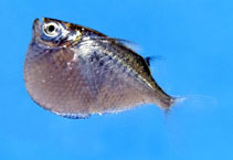 Image of Thoracocharax securis (Giant hatchetfish)