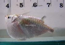 Image of Thoracocharax stellatus (Spotfin hatchetfish)