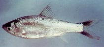 Image of Thynnichthys thynnoides 