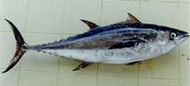 Image of Thunnus tonggol (Longtail tuna)