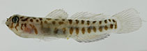 Image of Tigrigobius saucrus (Leopard goby)