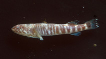Image of Tomicodon australis 