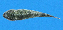 Image of Tomicodon bidens (Bifid clingfish)