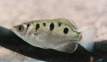 Image of Toxotes chatareus (Spotted archerfish)