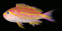 Image of Tosanoides flavofasciatus 