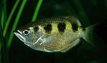 Image of Toxotes jaculatrix (Banded archerfish)