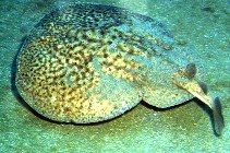 Image of Torpedo marmorata (Marbled electric ray)