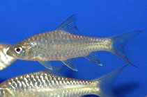 Image of Tor tambra 
