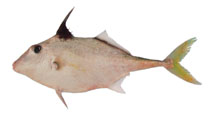 Image of Triacanthus biaculeatus (Short-nosed tripodfish)