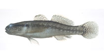Image of Tridentiger bifasciatus (Shimofuri goby)