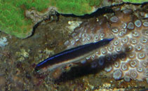 Image of Trachinops brauni (Bluelined hulafish)