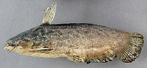 Image of Trachelyopterus coriaceus 