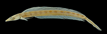 Image of Trichonotus cyclograptus (Bengal sand diver)