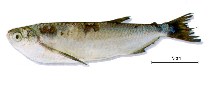 Image of Triportheus elongatus (Elongate hatchetfish)