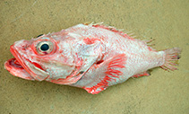 Image of Trachyscorpia eschmeyeri (Cape rockfish)