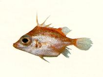 Image of Triacanthodes ethiops (Shortsnout spikefish)