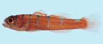 Image of Trimmatom eviotops (Red-barred rubble goby)