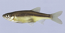 Image of Tropidophoxinellus hellenicus 